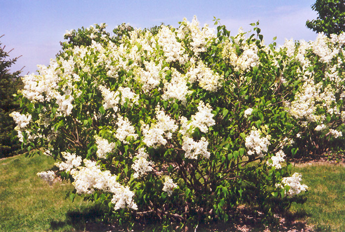 Mount Baker Lilac (Syringa x hyacinthiflora 'Mount Baker') at Stauffers Of Kissel Hill