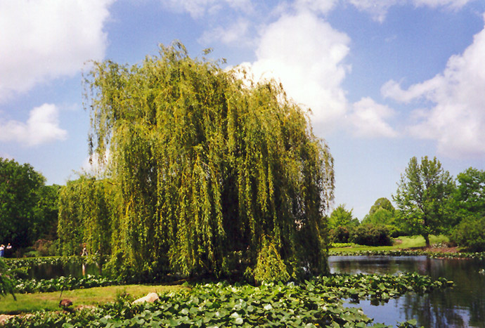 Golden Weeping Willow (Salix alba 'Tristis') at Stauffers Of Kissel Hill