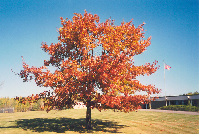 Red Oak (Quercus rubra) at Stauffers Of Kissel Hill