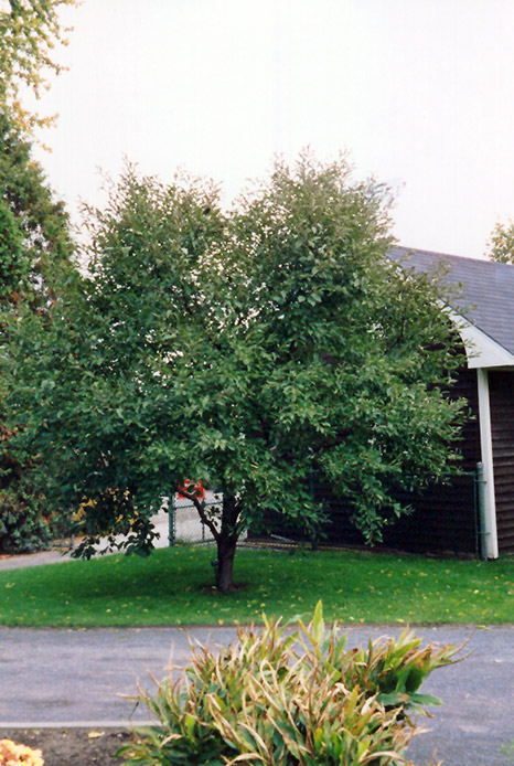 Montmorency Cherry (Prunus 'Montmorency') at Stauffers Of Kissel Hill