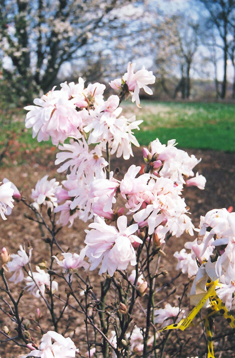 Centennial Magnolia (Magnolia stellata 'Centennial') at Stauffers Of Kissel Hill
