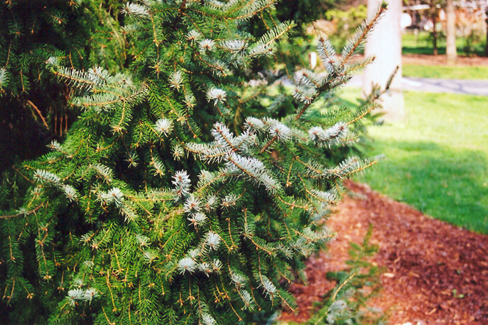 Serbian Spruce (Picea omorika) at Stauffers Of Kissel Hill