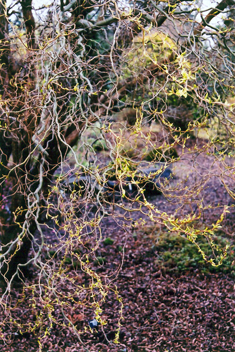Dragon's Claw Willow (Salix matsudana 'Tortuosa') at Stauffers Of Kissel Hill