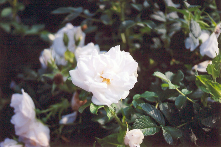 Blanc Double de Coubert Rose (Rosa 'Blanc Double de Coubert') at Stauffers Of Kissel Hill