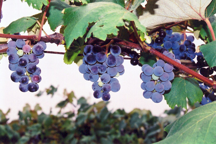 Concord Grape (Vitis 'Concord') at Stauffers Of Kissel Hill