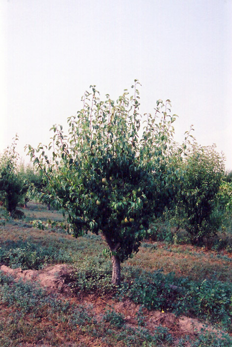 Anjou Pear (Pyrus communis 'Anjou') at Stauffers Of Kissel Hill