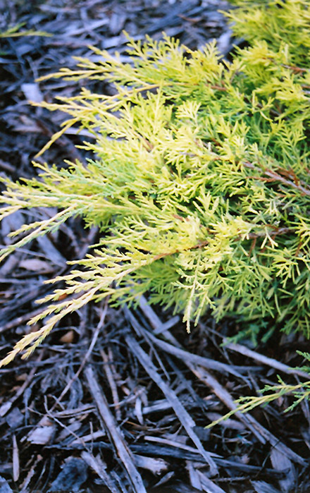 Gold Lace Juniper (Juniperus x media 'Gold Lace') at Stauffers Of Kissel Hill