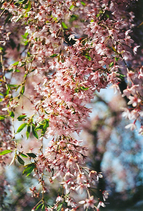 Pink Weeping Higan Cherry (Prunus subhirtella 'Pendula Rosea') at Stauffers Of Kissel Hill