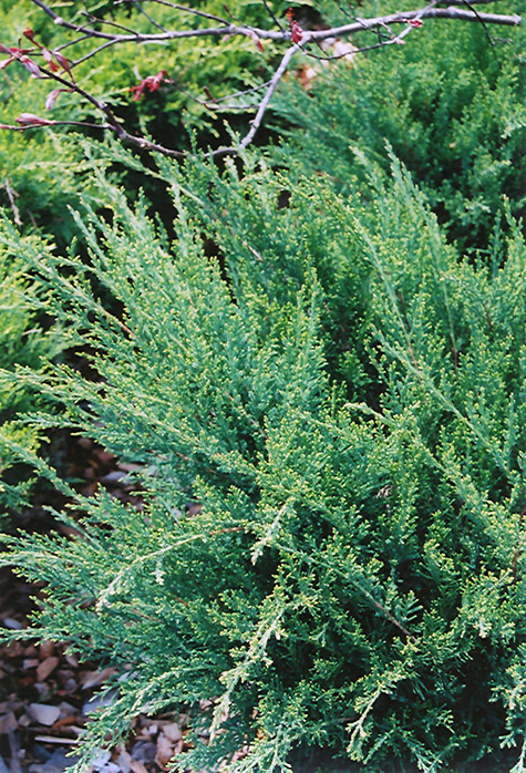 Sea Green Juniper (Juniperus chinensis 'Sea Green') at Stauffers Of Kissel Hill