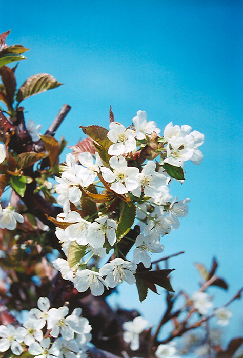 Bing Cherry (Prunus avium 'Bing') at Stauffers Of Kissel Hill