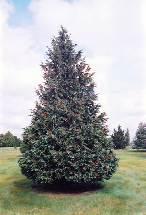 Blue Nootka Cypress (Chamaecyparis nootkatensis 'Glauca') at Stauffers Of Kissel Hill