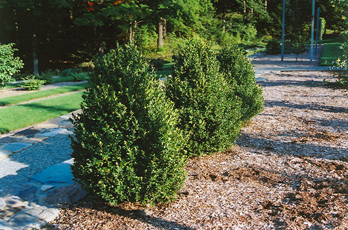 Green Mountain Boxwood (Buxus 'Green Mountain') at Stauffers Of Kissel Hill
