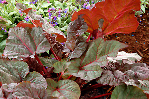 Ace Of Hearts Ornamental Rhubarb (Rheum 'Ace Of Hearts') at Stauffers Of Kissel Hill