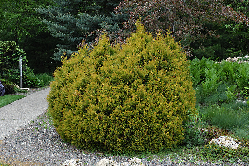 Rheingold Arborvitae (Thuja occidentalis 'Rheingold') at Stauffers Of Kissel Hill
