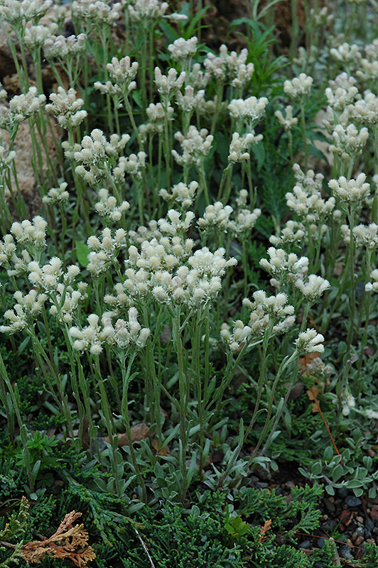 Pussytoes (Antennaria dioica) at Stauffers Of Kissel Hill