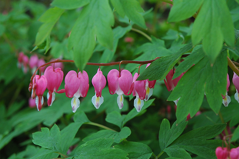 Common Bleeding Heart (Dicentra spectabilis) at Stauffers Of Kissel Hill