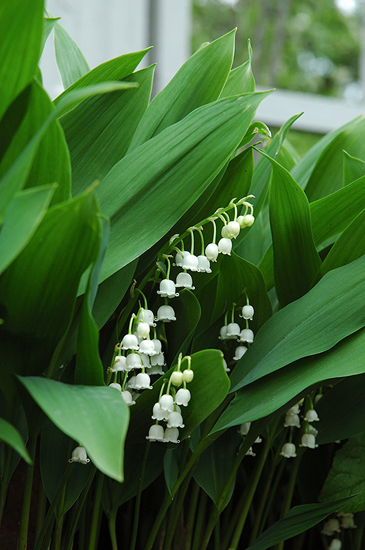 Lily-Of-The-Valley (Convallaria majalis) at Stauffers Of Kissel Hill
