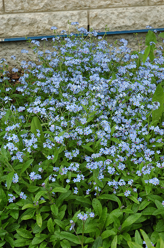 Forget-Me-Not (Myosotis sylvatica) at Stauffers Of Kissel Hill