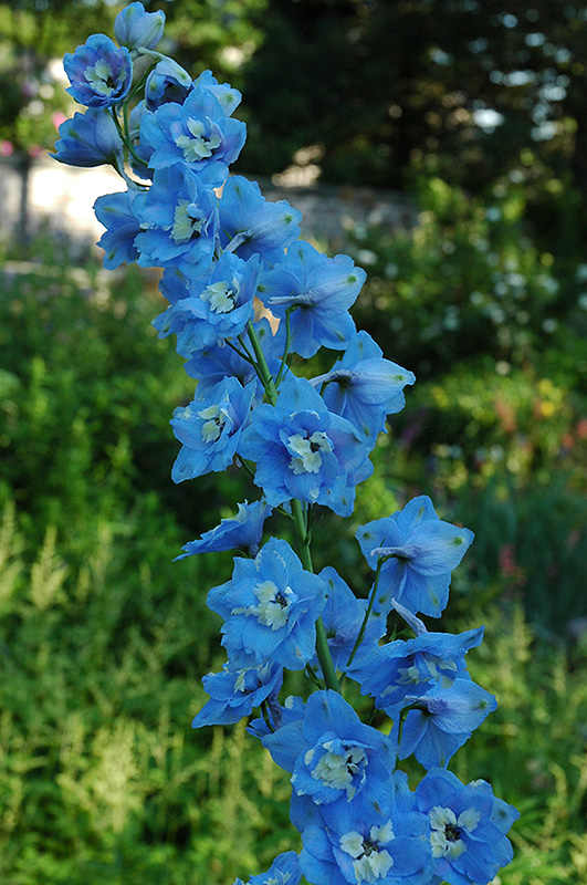 Pacific Giant Summer Skies Larkspur (Delphinium 'Summer Skies') at Stauffers Of Kissel Hill
