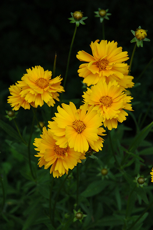 Early Sunrise Tickseed (Coreopsis 'Early Sunrise') at Stauffers Of Kissel Hill