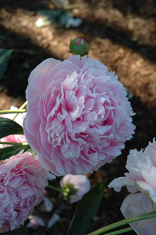Shirley Temple Peony (Paeonia 'Shirley Temple') at Stauffers Of Kissel Hill