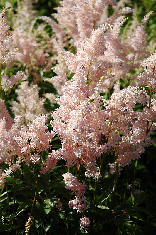 Europa Astilbe (Astilbe japonica 'Europa') at Stauffers Of Kissel Hill