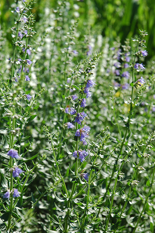 Hyssop (Hyssopus officinalis) at Stauffers Of Kissel Hill