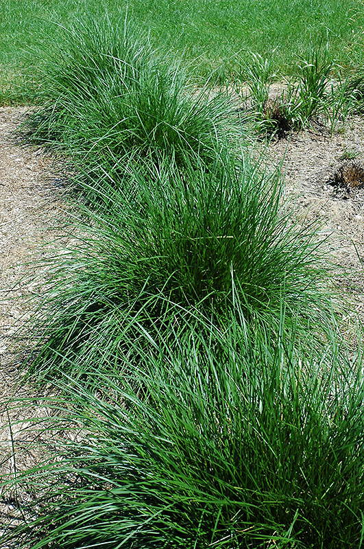 Tufted Hair Grass (Deschampsia cespitosa) at Stauffers Of Kissel Hill