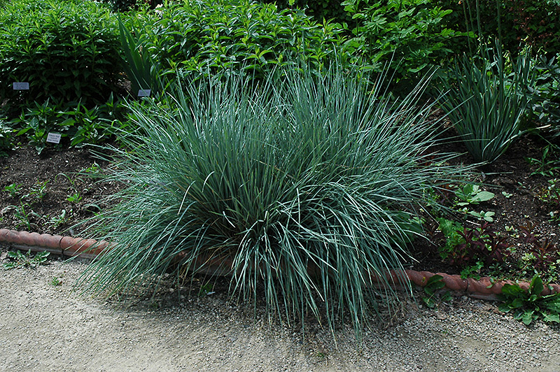 Blue Oat Grass (Helictotrichon sempervirens) at Stauffers Of Kissel Hill