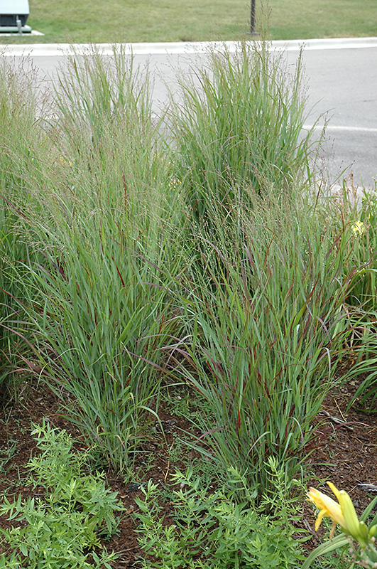 Shenandoah Reed Switch Grass (Panicum virgatum 'Shenandoah') at Stauffers Of Kissel Hill