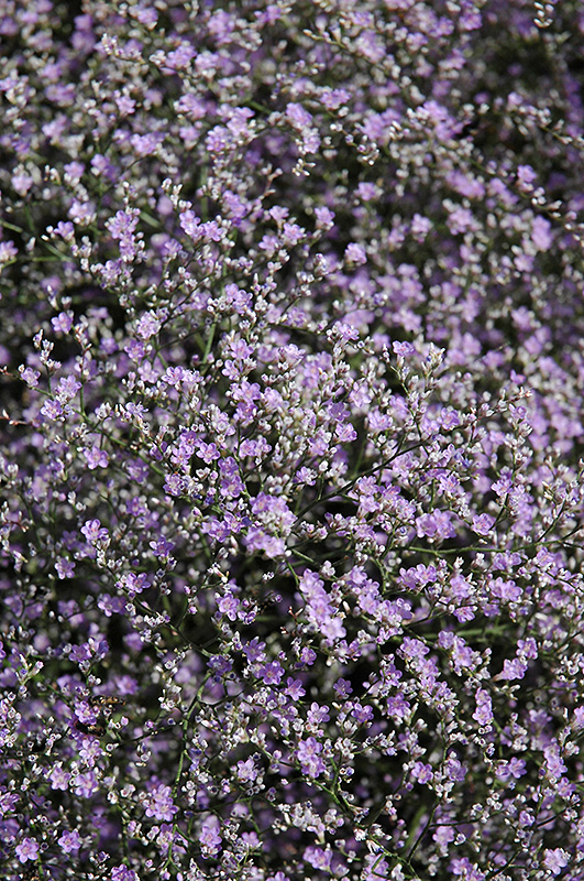 Sea Lavender (Limonium latifolium) at Stauffers Of Kissel Hill