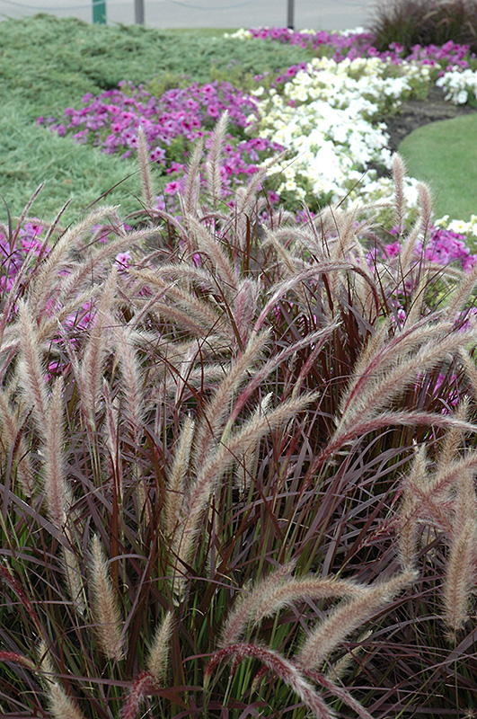 Purple Fountain Grass (Pennisetum setaceum 'Rubrum') at Stauffers Of Kissel Hill