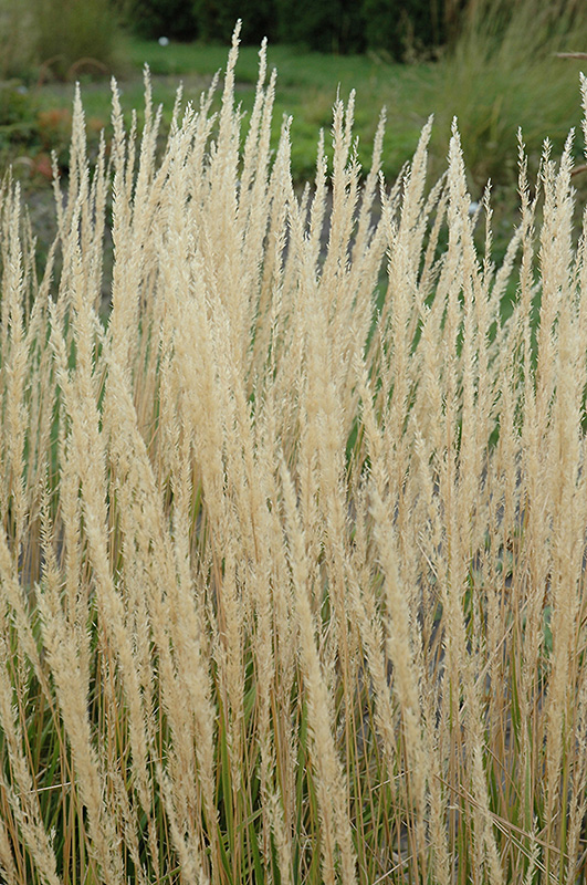 Karl Foerster Reed Grass (Calamagrostis x acutiflora 'Karl Foerster') at Stauffers Of Kissel Hill