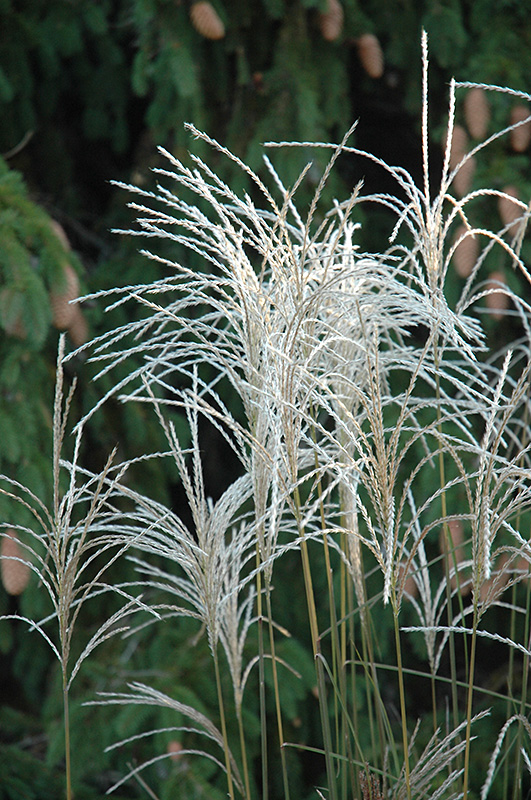 Graziella Maiden Grass (Miscanthus sinensis 'Graziella') at Stauffers Of Kissel Hill