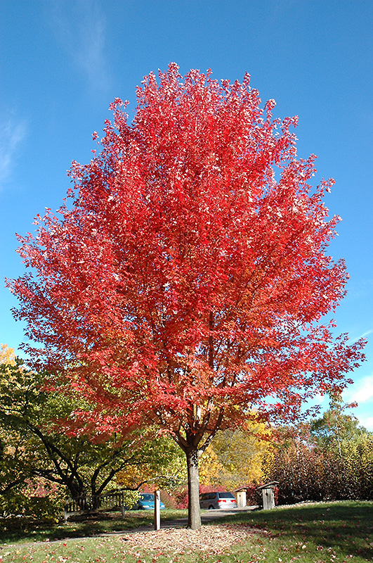 Autumn Blaze Maple (Acer x freemanii 'Jeffersred') at Stauffers Of Kissel Hill