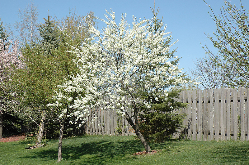 Alderman Plum (Prunus 'Alderman') at Stauffers Of Kissel Hill