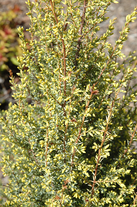 Gold Cone Juniper (Juniperus communis 'Gold Cone') at Stauffers Of Kissel Hill