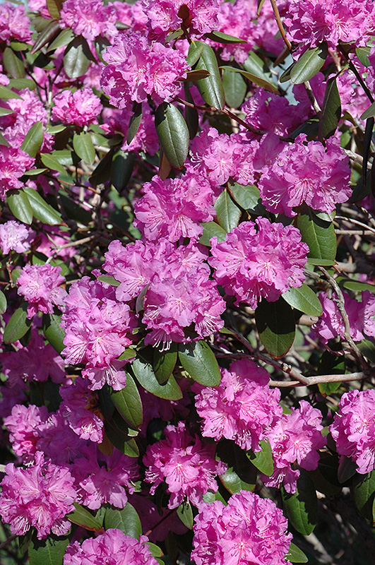 P.J.M. Rhododendron (Rhododendron 'P.J.M.') at Stauffers Of Kissel Hill