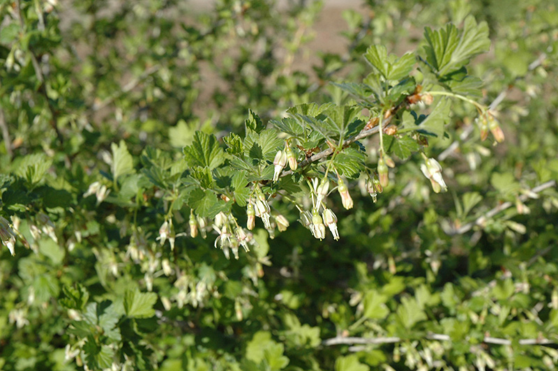 Pixwell Gooseberry (Ribes 'Pixwell') at Stauffers Of Kissel Hill