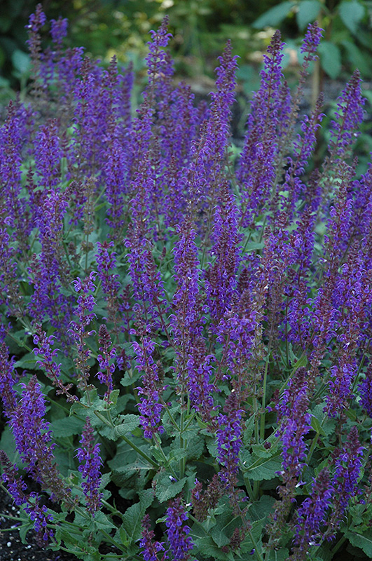 May Night Sage (Salvia x sylvestris 'May Night') at Stauffers Of Kissel Hill