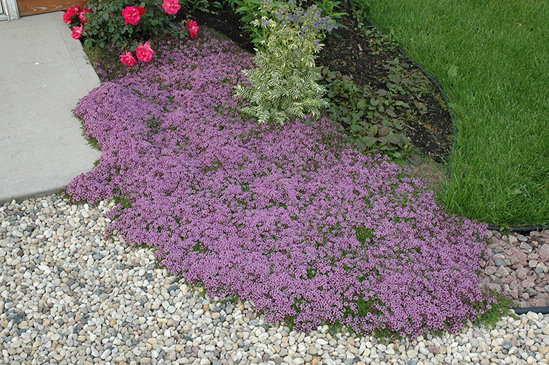 Red Creeping Thyme (Thymus praecox 'Coccineus') at Stauffers Of Kissel Hill
