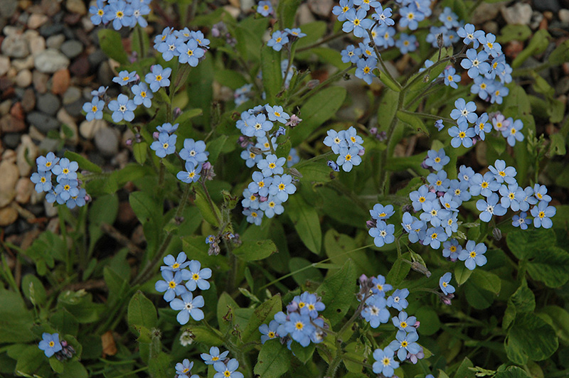 Forget-Me-Not (Myosotis sylvatica) at Stauffers Of Kissel Hill