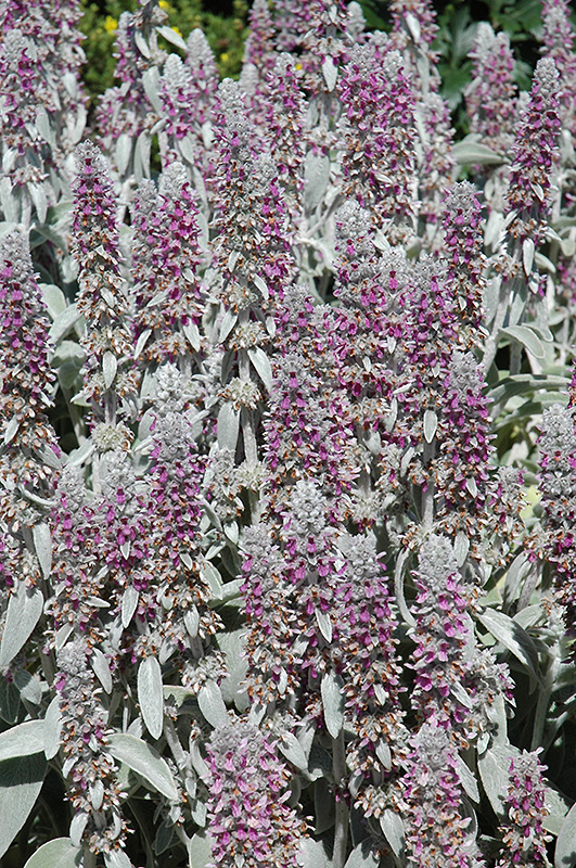 Lamb's Ears (Stachys byzantina) at Stauffers Of Kissel Hill