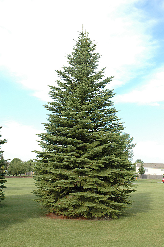 Colorado Spruce (Picea pungens) at Stauffers Of Kissel Hill