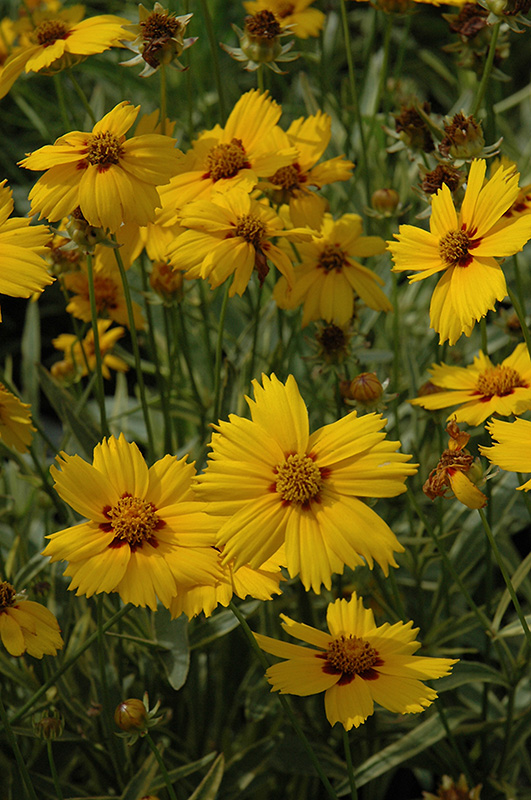 Tequila Sunrise Tickseed (Coreopsis 'Tequila Sunrise') at Stauffers Of Kissel Hill