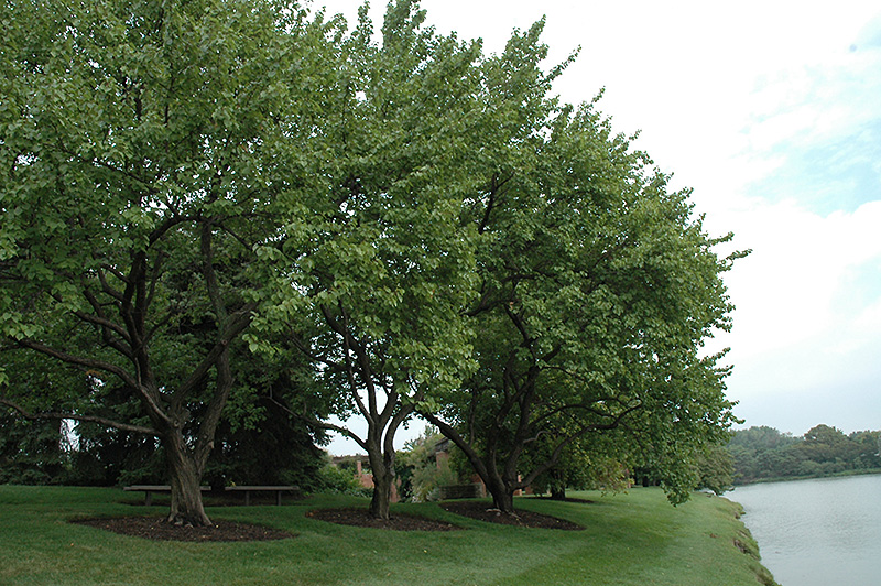 Goldcot Apricot (Prunus armeniaca 'Goldcot') at Stauffers Of Kissel Hill