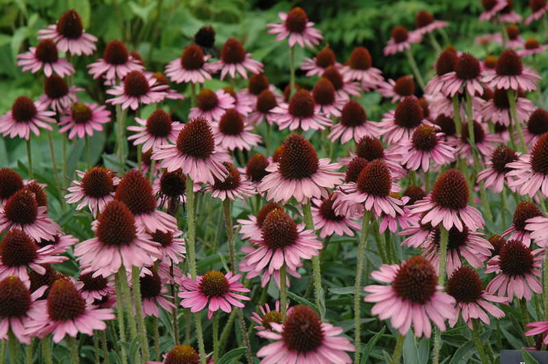 Pixie Meadowbrite Coneflower (Echinacea 'Pixie Meadowbrite') at Stauffers Of Kissel Hill