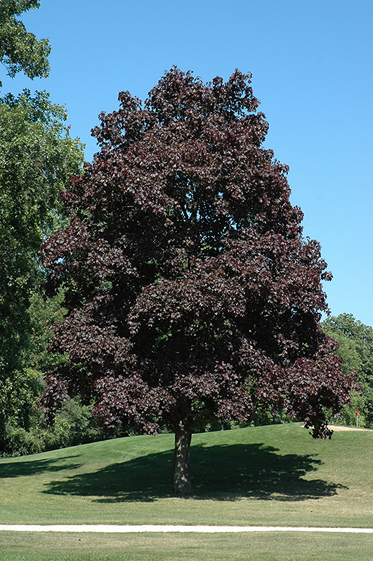 Crimson King Norway Maple (Acer platanoides 'Crimson King') at Stauffers Of Kissel Hill