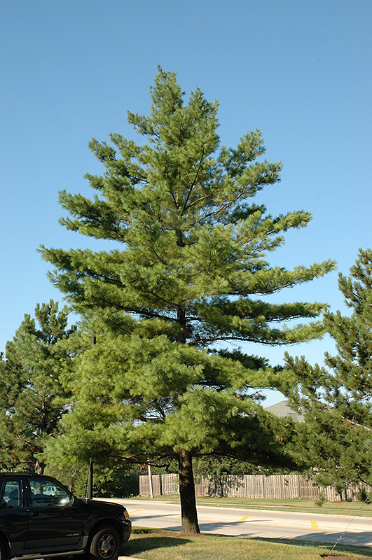 White Pine (Pinus strobus) at Stauffers Of Kissel Hill