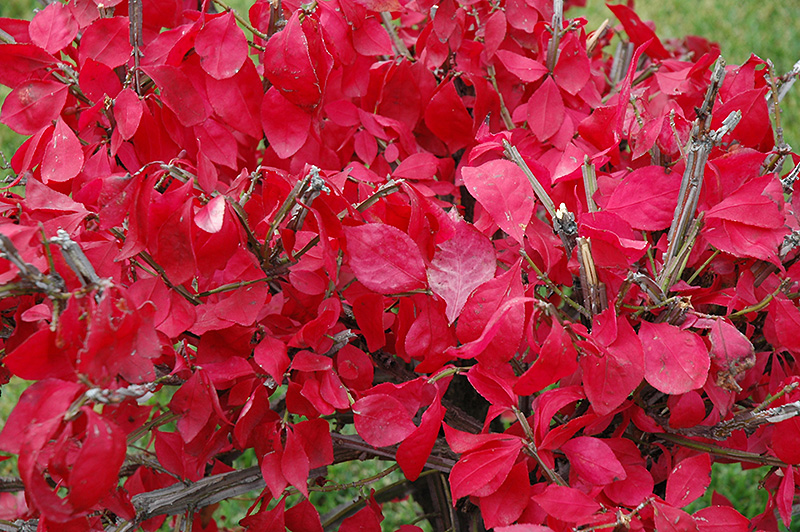 Compact Winged Burning Bush (Euonymus alatus 'Compactus') at Stauffers Of Kissel Hill